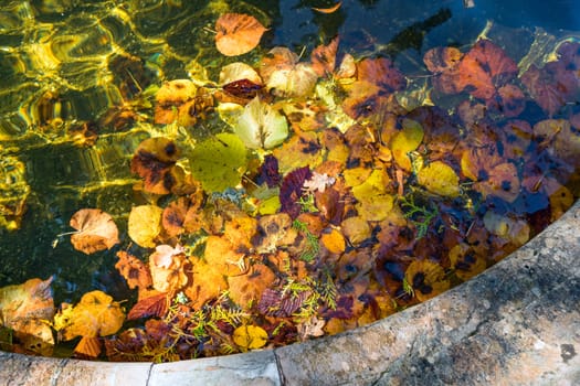 Colourful Sunlit Autumn Leaves Floating in a Pond