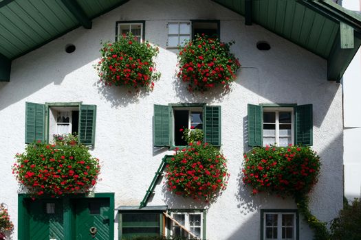 Red Geraniums Hanging from a House in St. Gilgen