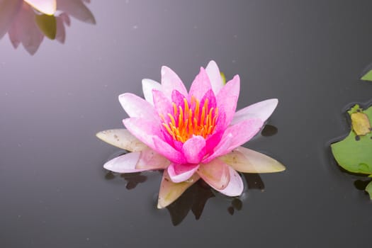 Lotus flowers blooming on the pond in summer