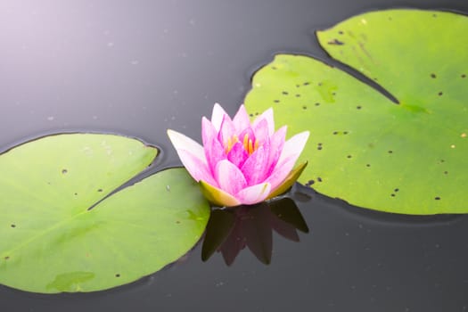 Lotus flowers blooming on the pond in summer