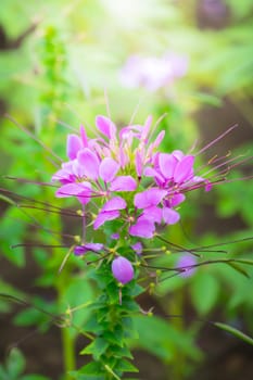 The background image of the colorful flowers, background nature