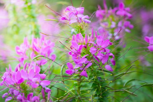 The background image of the colorful flowers, background nature