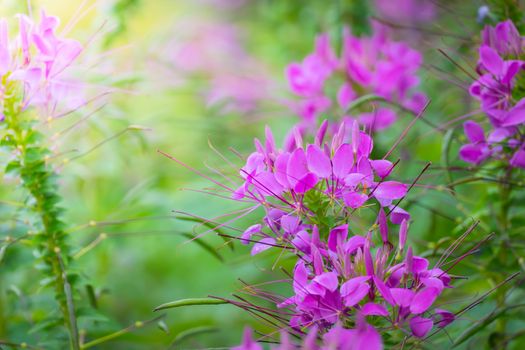 The background image of the colorful flowers, background nature