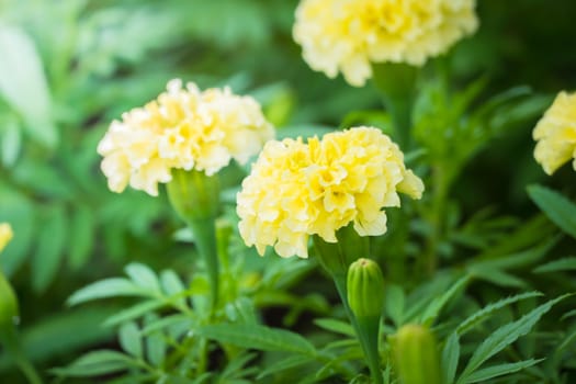 The background image of the colorful flowers, background nature