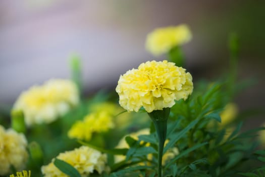 The background image of the colorful flowers, background nature