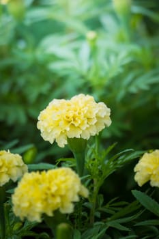 The background image of the colorful flowers, background nature