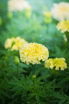 The background image of the colorful flowers, background nature