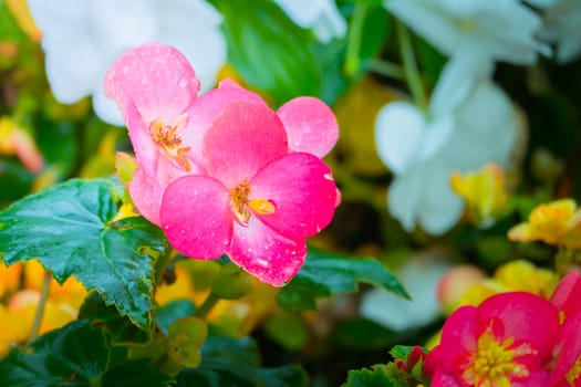 The background image of the colorful flowers, background nature