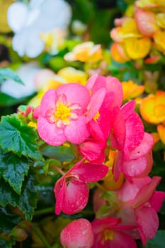 The background image of the colorful flowers, background nature