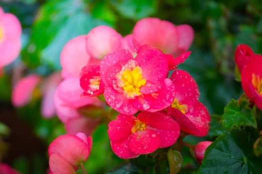 The background image of the colorful flowers, background nature