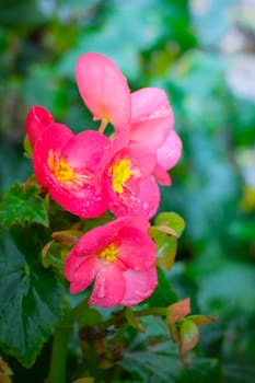 The background image of the colorful flowers, background nature