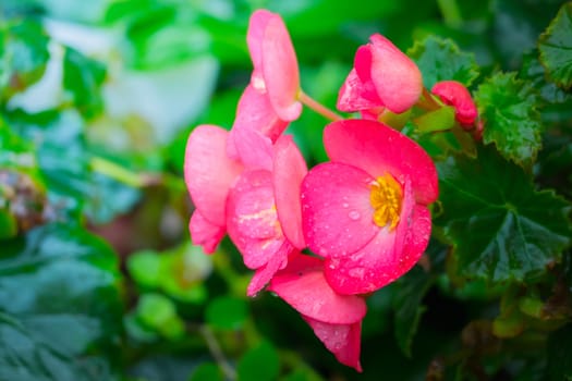 The background image of the colorful flowers, background nature