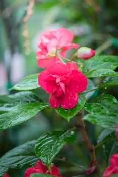 The background image of the colorful flowers, background nature