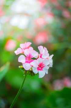 The background image of the colorful flowers, background nature