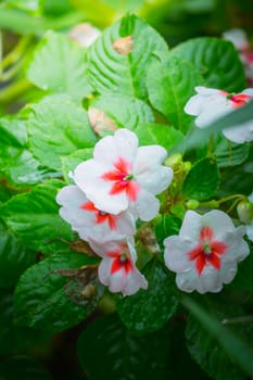 The background image of the colorful flowers, background nature