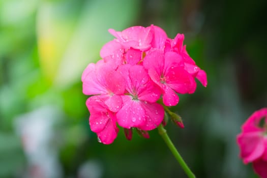 The background image of the colorful flowers, background nature