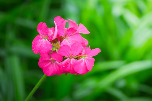 The background image of the colorful flowers, background nature