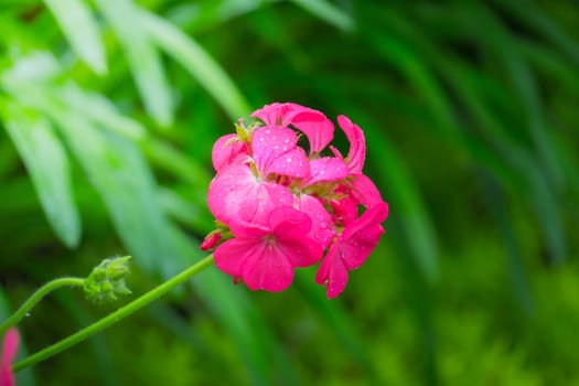 The background image of the colorful flowers, background nature