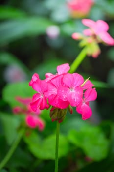 The background image of the colorful flowers, background nature