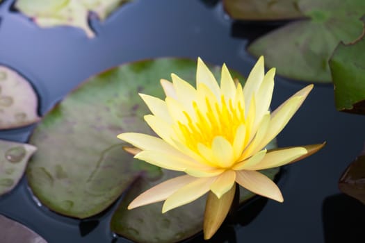 Lotus flowers blooming on the pond in summer