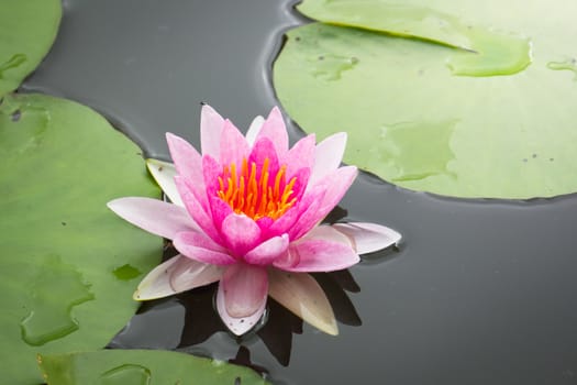 Lotus flowers blooming on the pond in summer