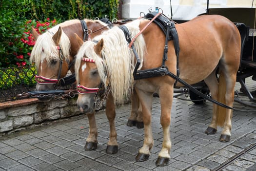 Bedraggled Horses in St Wolfgang