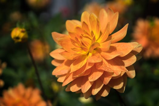 Orange Dahlia in Full Bloom