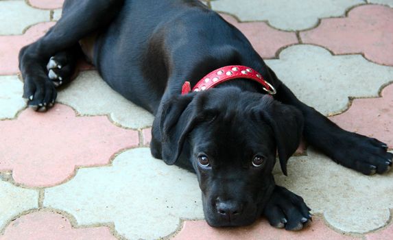 small black puppy cane corso with red collar. photo