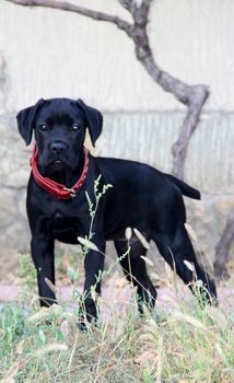 small black puppy cane corso with red collar. photo