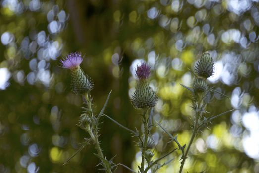 Used in the field of herbal medicine Thistle flower, symbol of Scotland