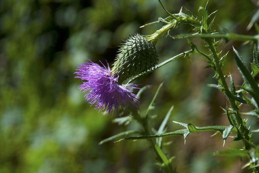 Used in the field of herbal medicine Thistle flower, symbol of Scotland