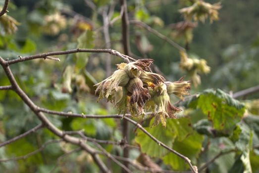 Green hazelnuts on tree. Front plan clear background flu