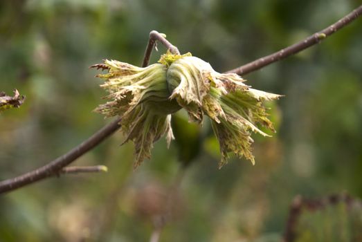 Green hazelnut on tree. Front plan clear background flu