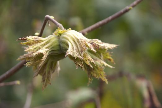 Green hazelnut on tree. Front plan clear background flu