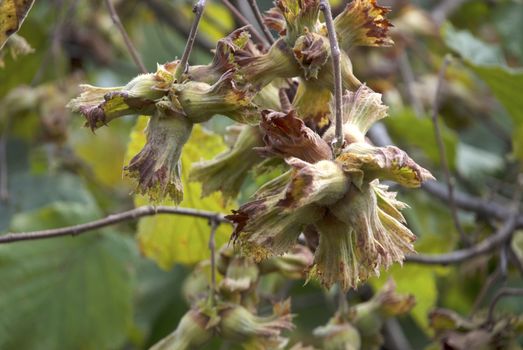 Green hazelnut son tree. fresh vegetarian food