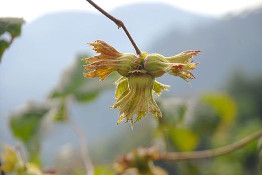 Green hazelnut on tree. Front plan clear background flu