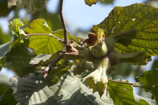 Green hazelnut son tree. fresh vegetarian food