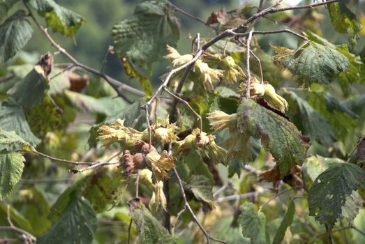 Green hazelnut son tree. fresh vegetarian food