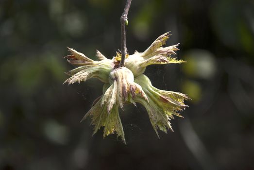 Green hazelnut on tree. Front plan clear background flu