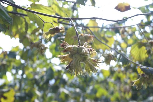 Green hazelnut on tree. Front plan clear background flu