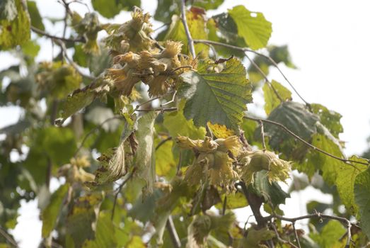 Green hazelnuts son tree. fresh vegetarian food