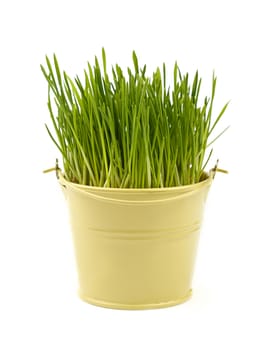Spring fresh green grass growing in small painted metal bucket, close up over white background, low angle view