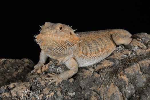 A close up portrait of a bearded dragon resting on a piece of wood against a black background