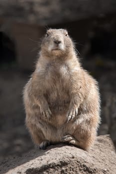 A full length portrait of a black tailed prairie dog standing on a rock and facing forward in an upright vertical format