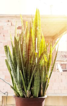 Aloe vera in pot  concept of beauty and health.