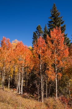 Fall landscape on Scenic Byway 12, Utah, USA