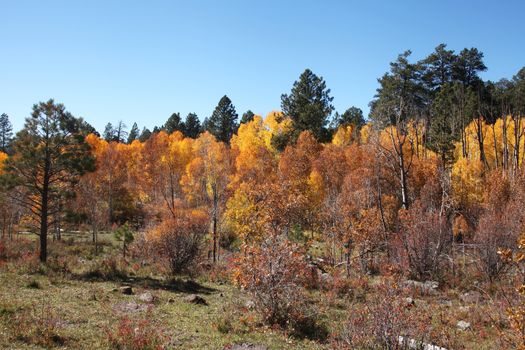 Fall landscape on Scenic Byway 12, Utah, USA