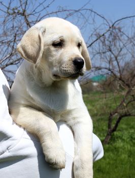 a little cute yellow labrador puppy a shoulder of a man
