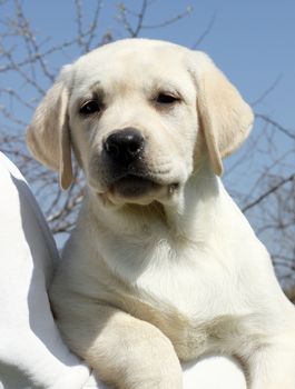 the little cute yellow labrador puppy a shoulder of a man