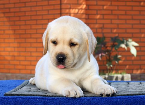 a little yellow labrador puppy sitting on blue background